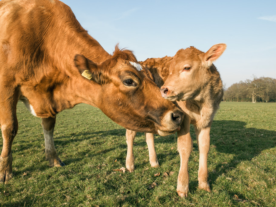 Photo Ruby and her new calf 