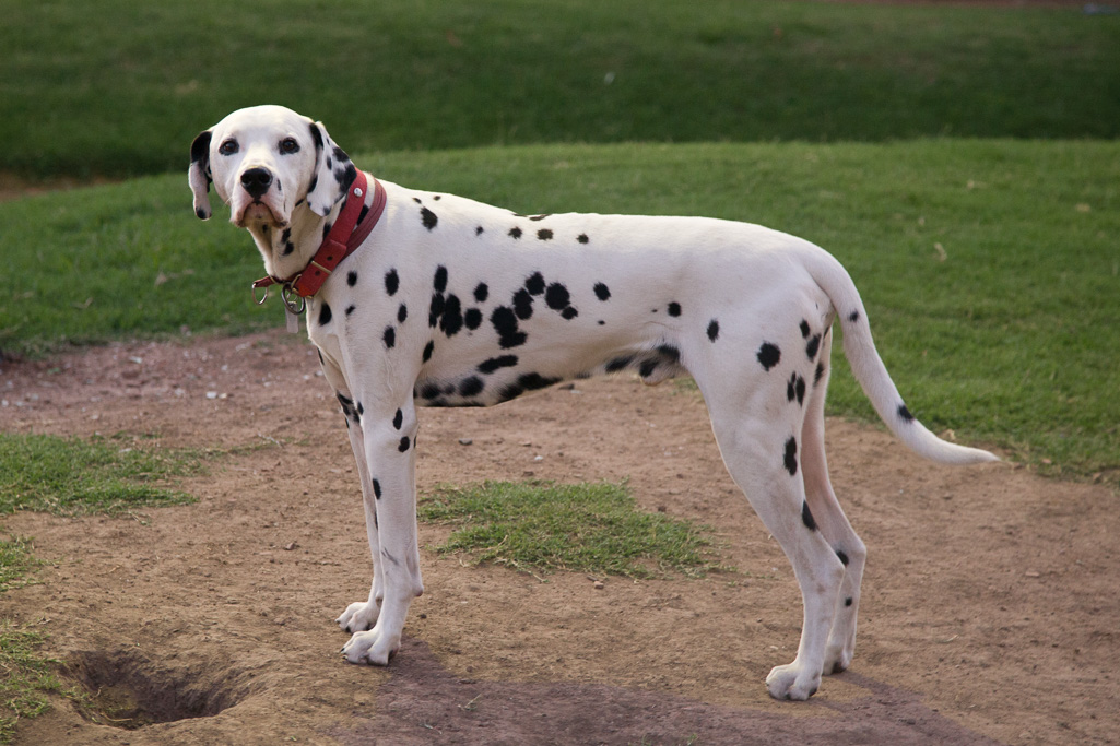 Photo Dalmation 