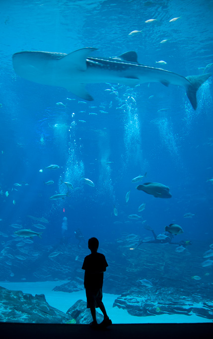 Photo Whale Shark 