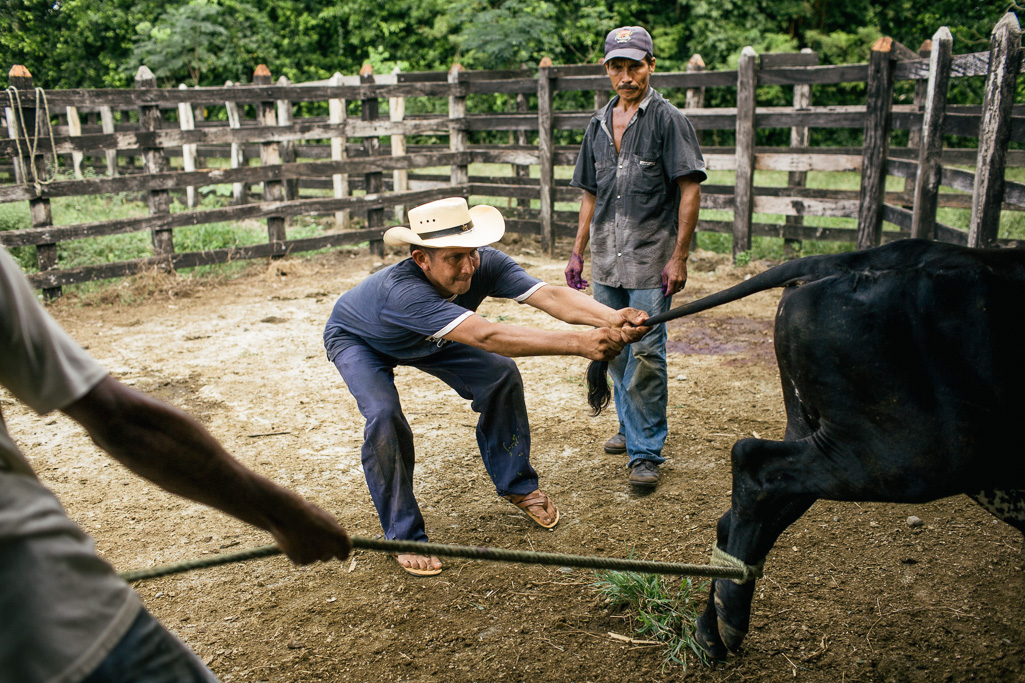Photo A cowboy grabs a young cow by the tail in the corral in order to castrate it. Right, a mechanic worker snoozes in the shade of the midday sun. 