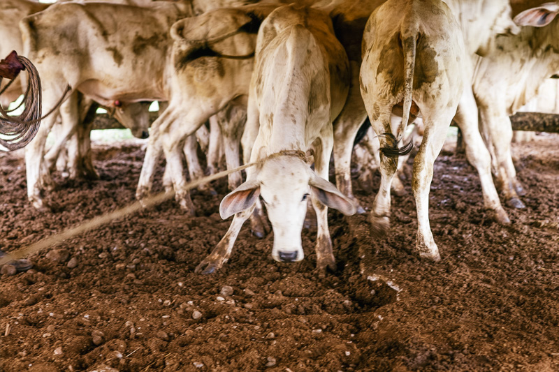 Photo Young cows are rounded up for castration in Montería. Right, a turtle makes its way back to sea after laying it