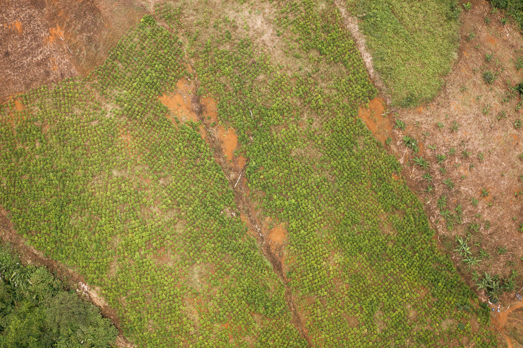Photo Sebastian Marroquín, son of Colombian drug-lord Pablo Escobar, and now a peace campaigner. Right, an illegal coca plantation in northwest Cauca. 