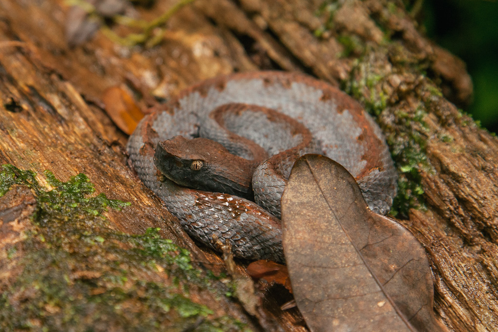 Photo The Putumayo river snakes away to the west from the border with Brazil. Right, a deadly Hog-nosed Pit Viper in the jungles of Chocó. Right,  