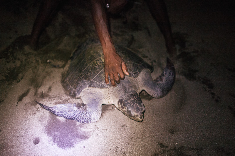 Photo Young cows are rounded up for castration in Montería. Right, a turtle makes its way back to sea after laying it