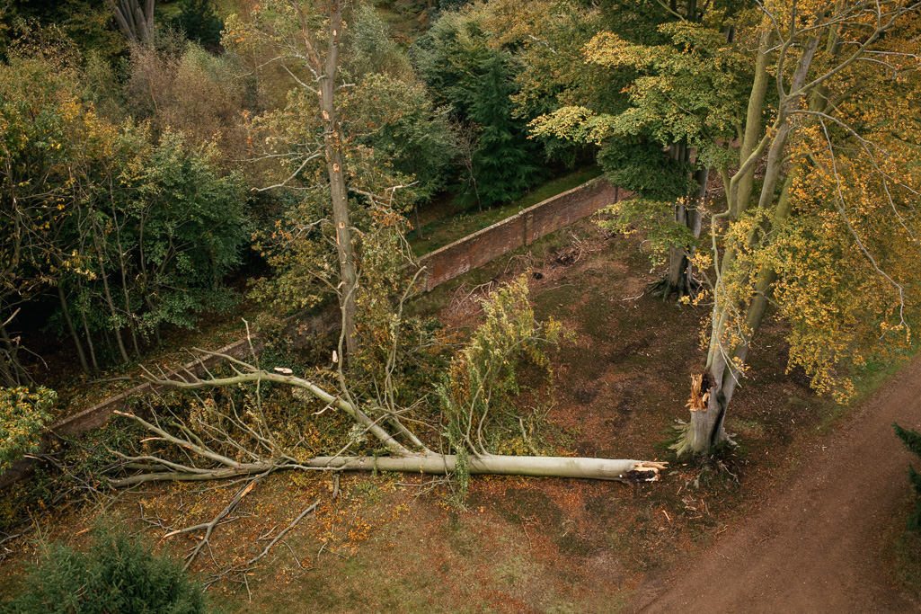 Photo Aerial views of the family farm. An old beech tree that shed a limb over breakfast.