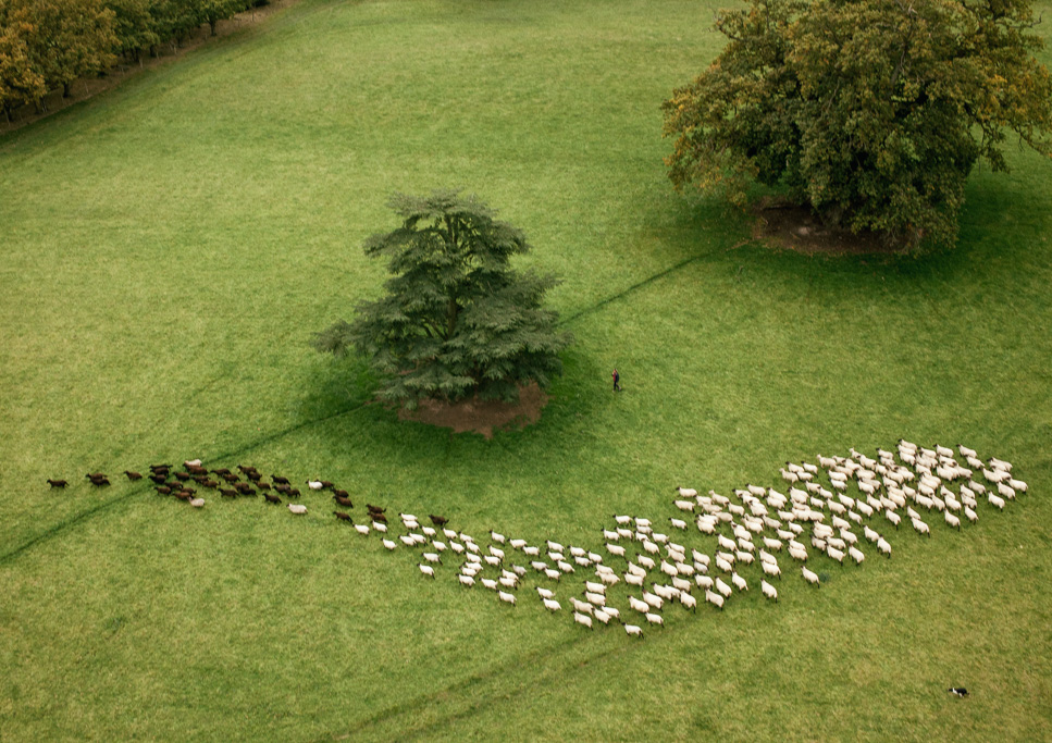 Photo Aerial views of the family farm. Rounding up the sheep.