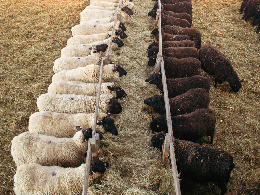 Photo Anatomy of an English country estate. The sheep in the barn ready for lambing.