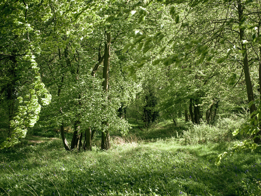 Photo Anatomy of an English country estate. The greenery of spring leaf starting to appear again on the trees.