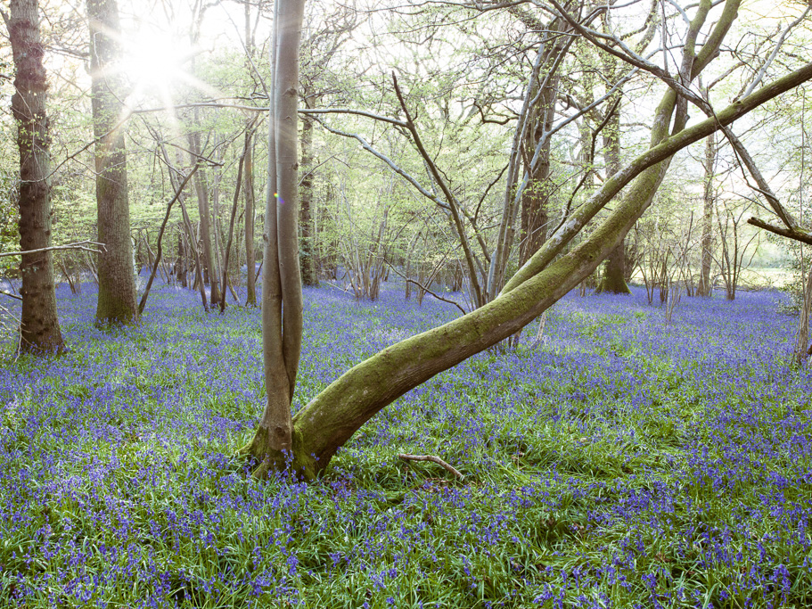 Photo Anatomy of an English country estate. Bluebells in House Copse.