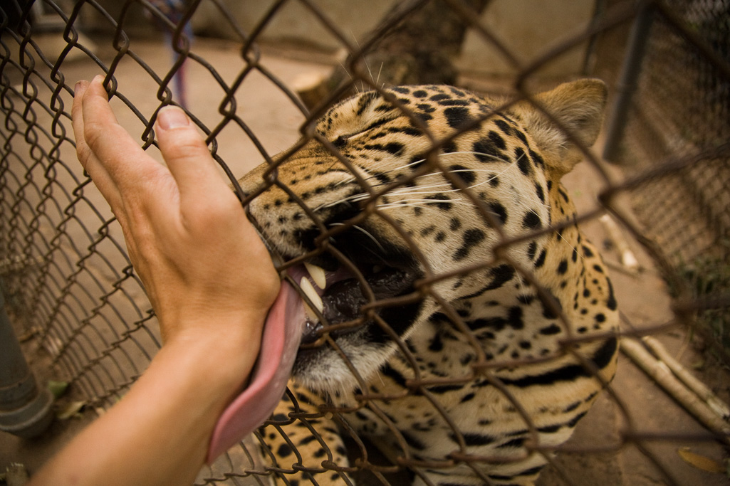 Photo Jaguar, Bolivia 